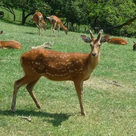 S' Kellerstoeckl * Fehring