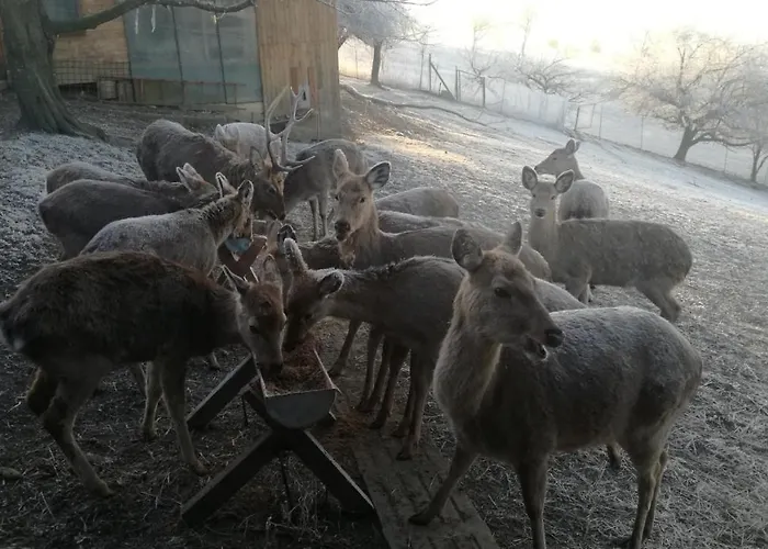 S' Kellerstoeckl شقة *